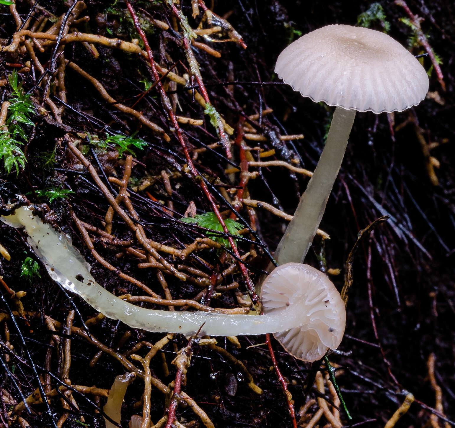 Image de Gliophorus lilacipes E. Horak 1973