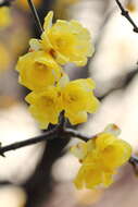 Image of Fragrant Wintersweet