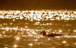 Image of Ruddy Shelduck