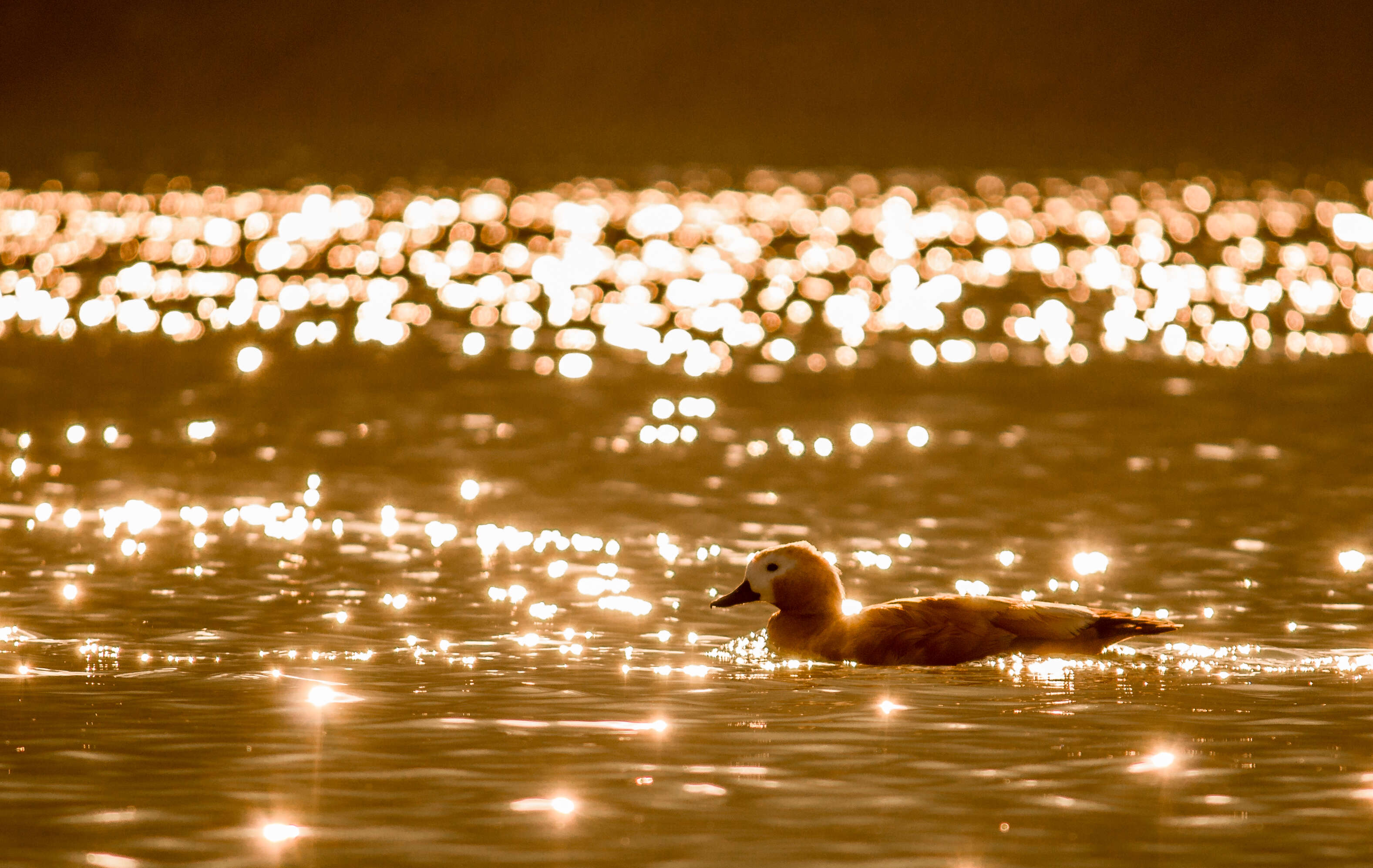 Image of Ruddy Shelduck