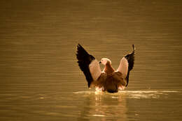 Image of Ruddy Shelduck