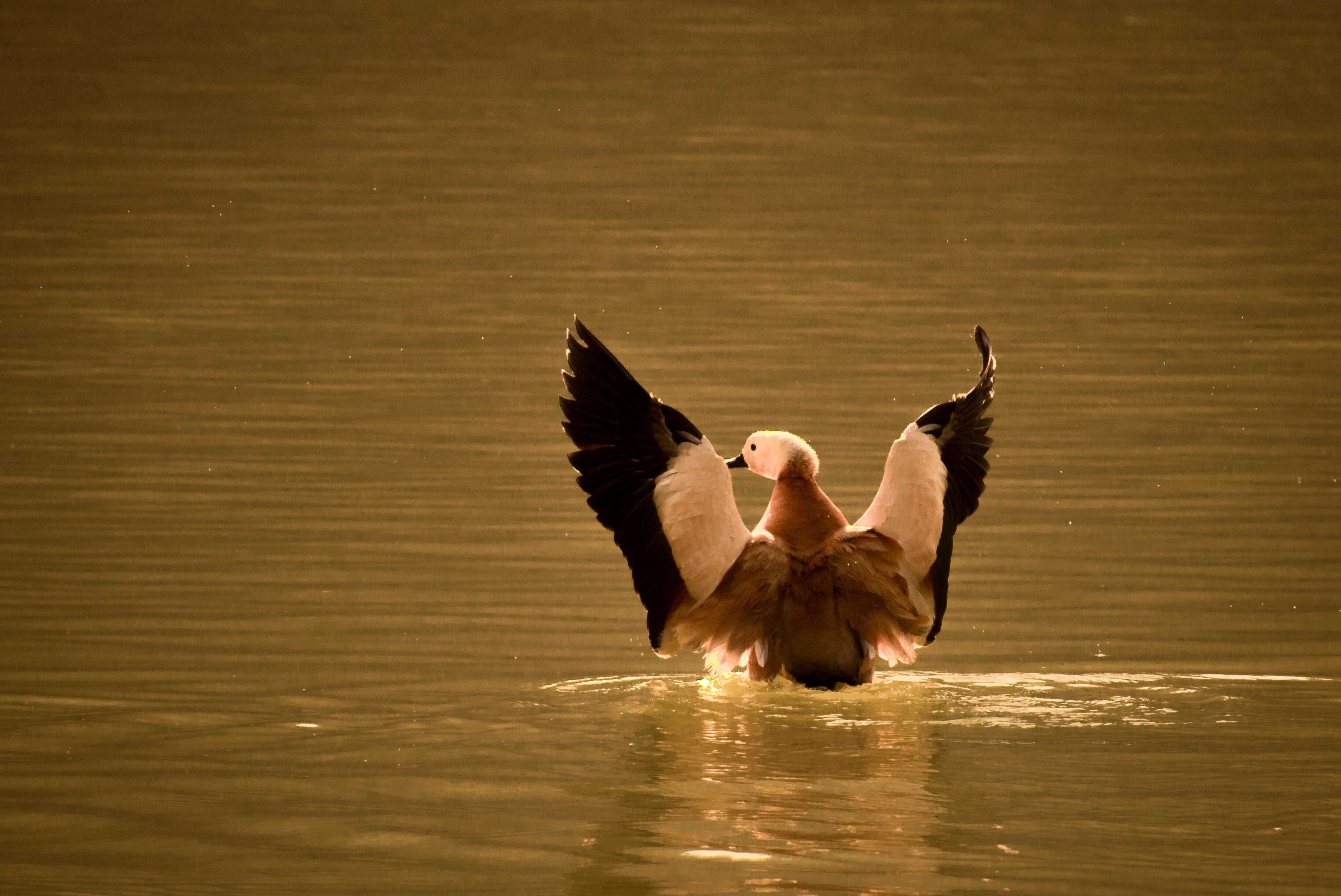 Image of Ruddy Shelduck