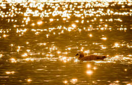 Image of Ruddy Shelduck