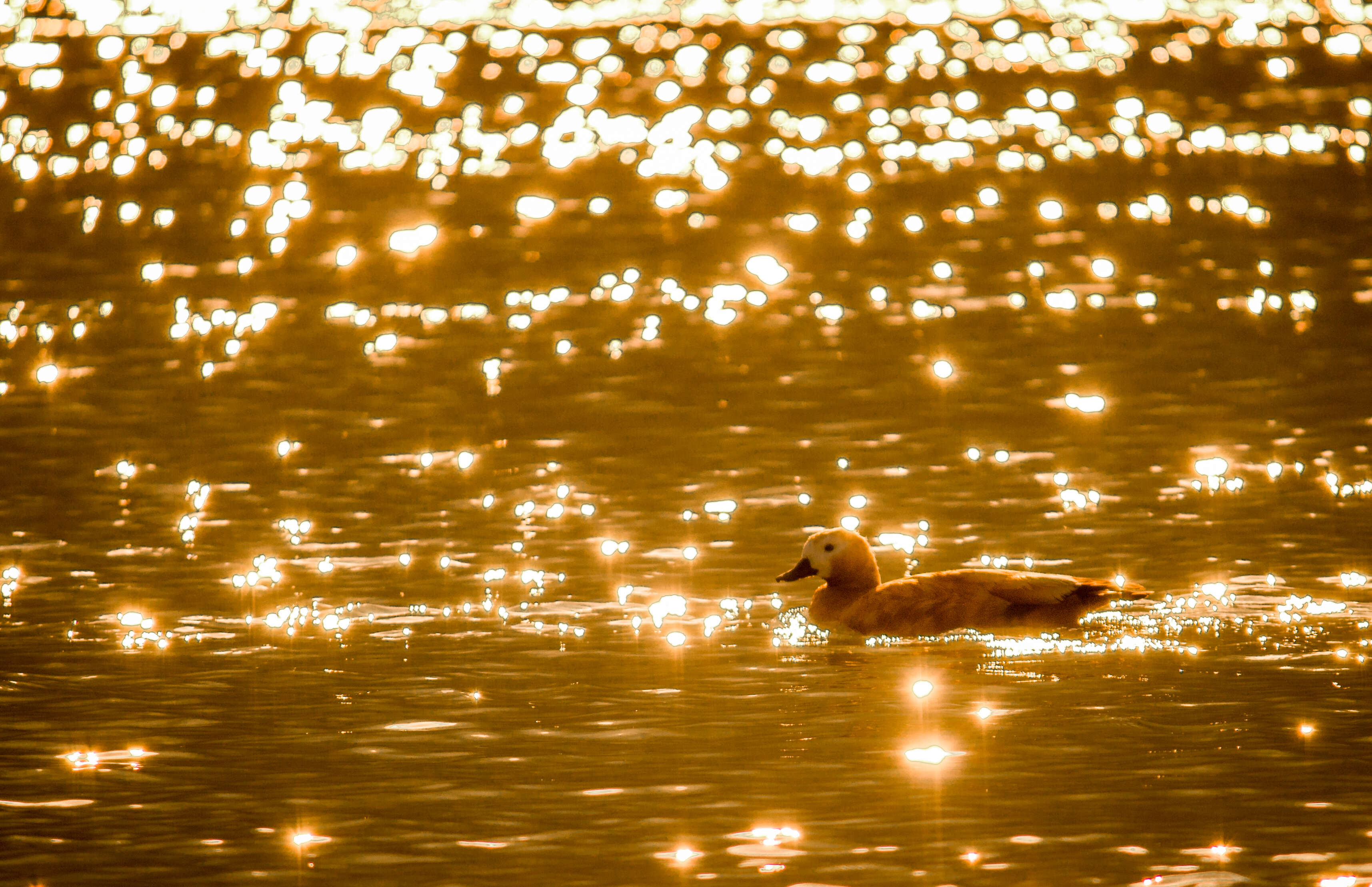 Image of Ruddy Shelduck