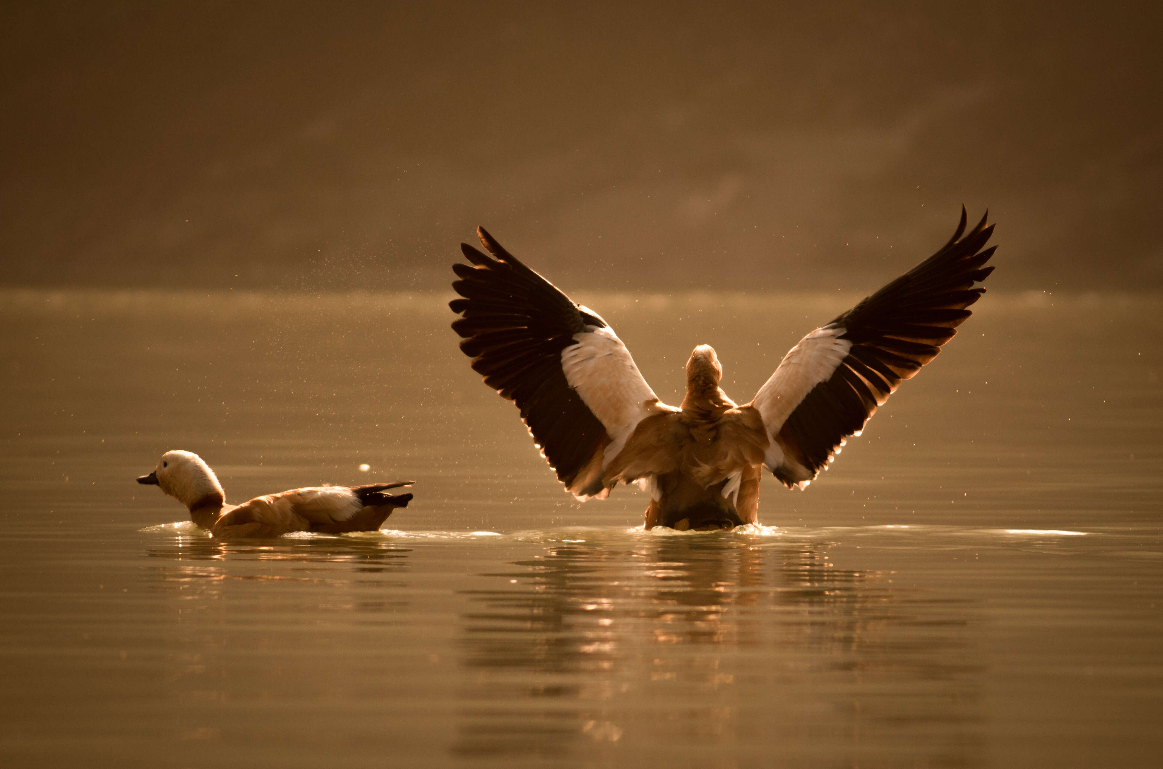 Image of Ruddy Shelduck