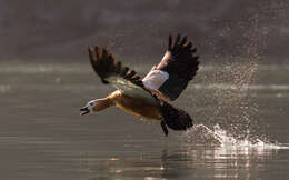 Image of Ruddy Shelduck