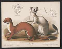 Plancia ëd Mustela frenata Lichtenstein 1831