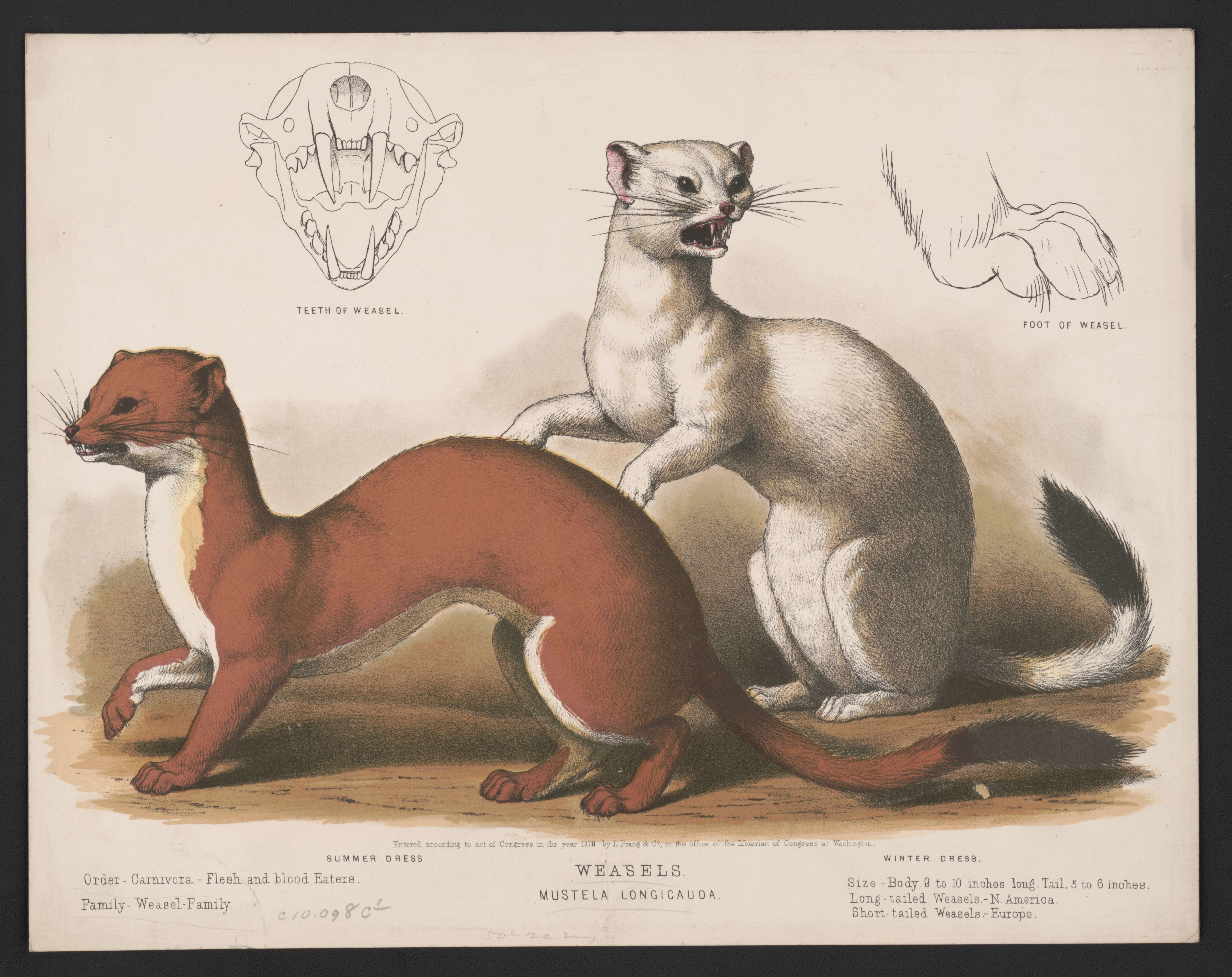 Image of Long-tailed Weasel