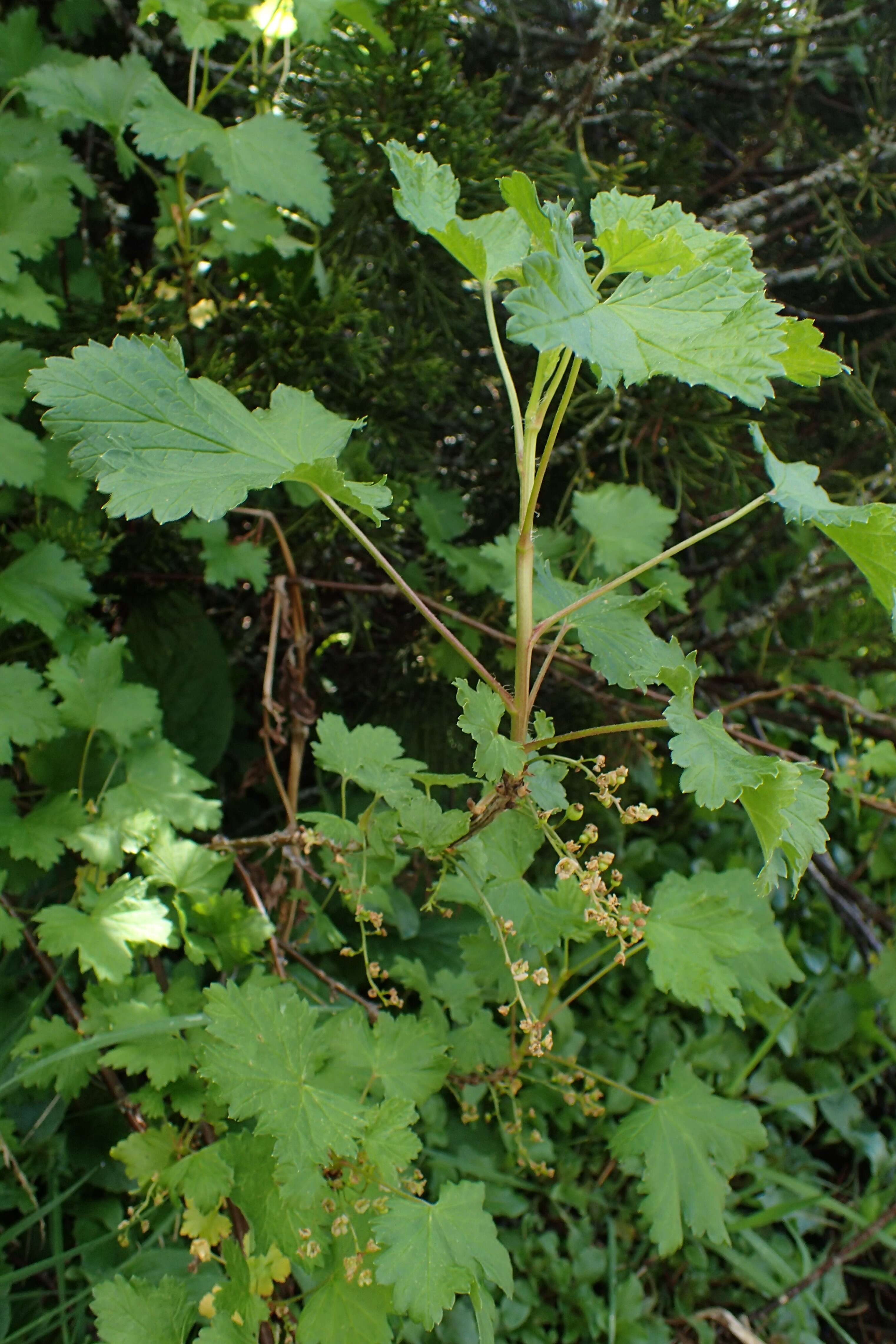 Image of Black Currant