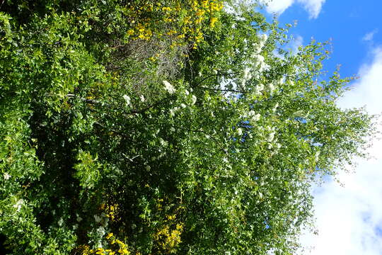 Image of Common Hawthorn