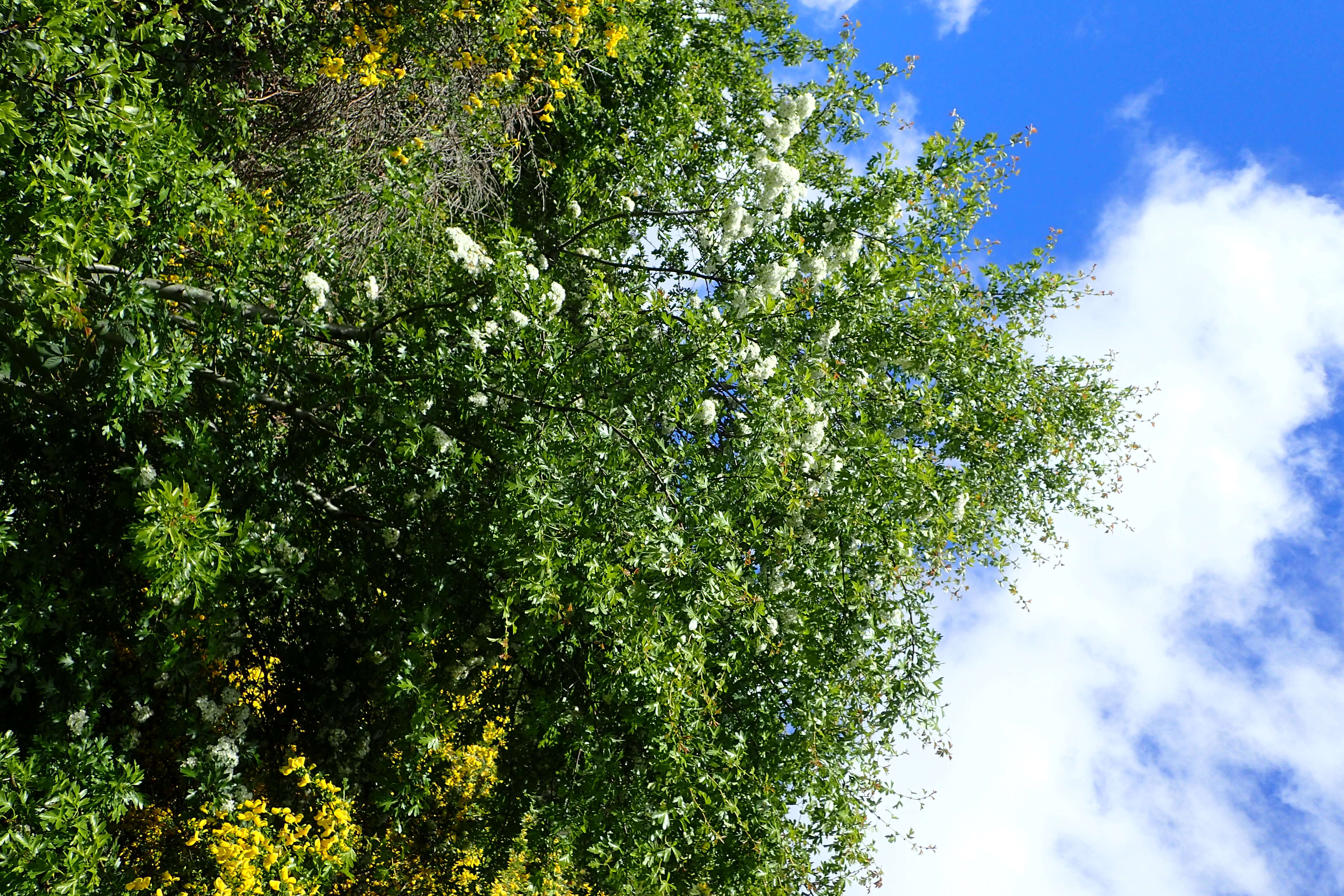 Image of Common Hawthorn