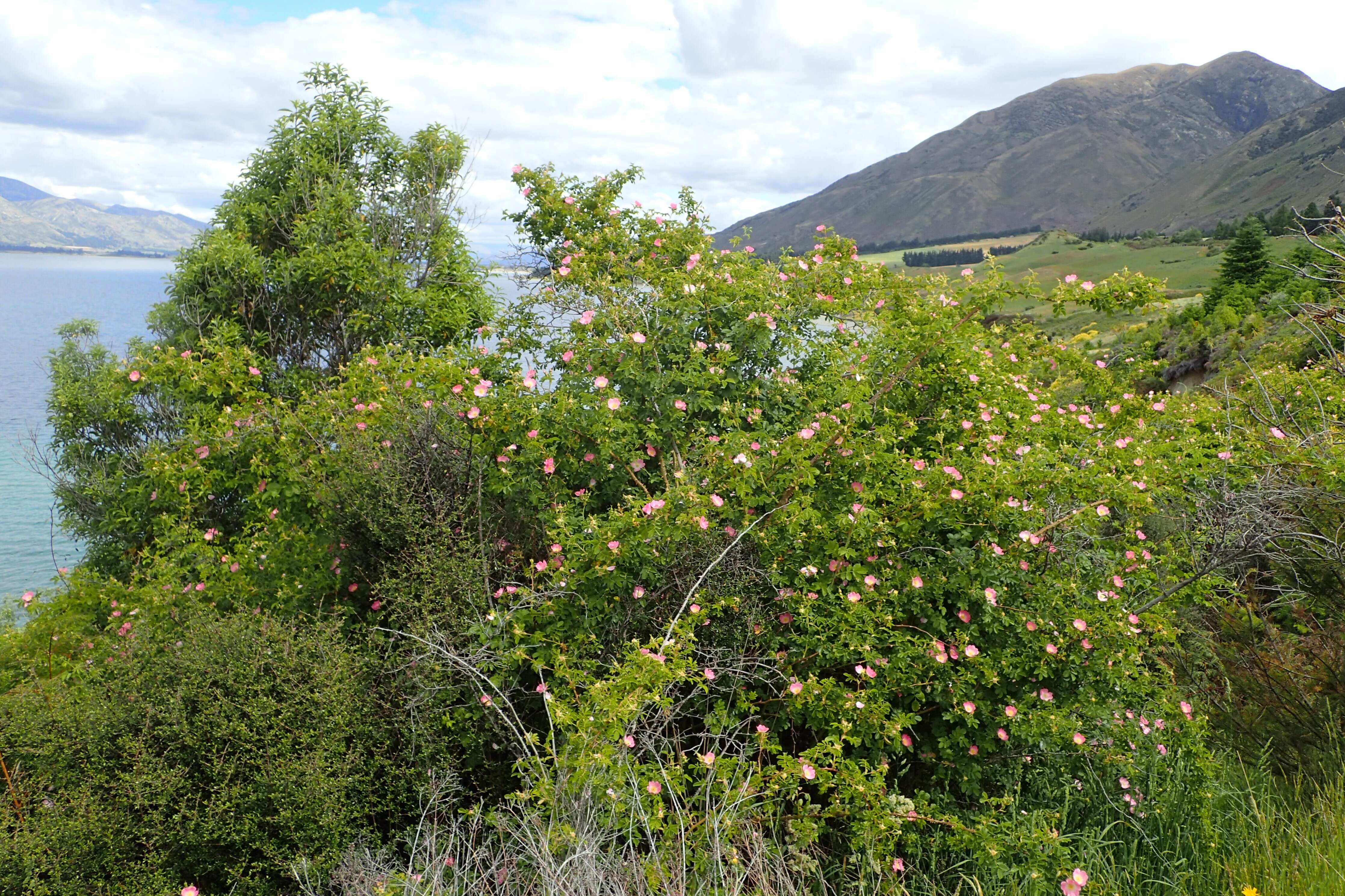 Image of Sweet-briar