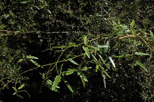 Imagem de Rubus cissoides A. Cunn.