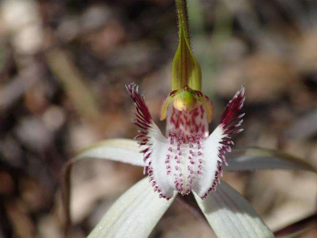 Image of Southern white spider orchid