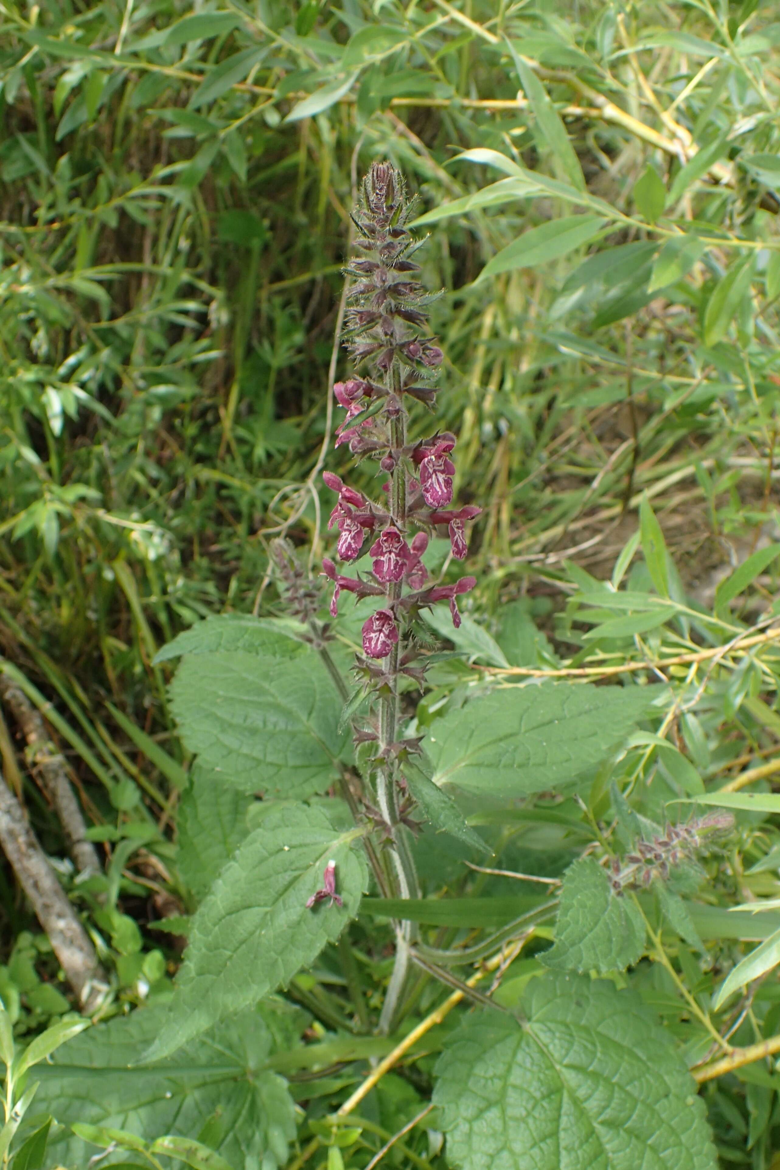 Image of hedge nettle