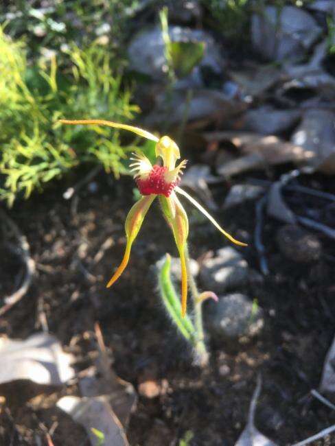 Image of Big clubbed spider orchid