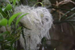 Image of New Zealand clematis