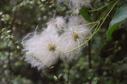 Image of New Zealand clematis