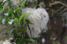 Image of New Zealand clematis