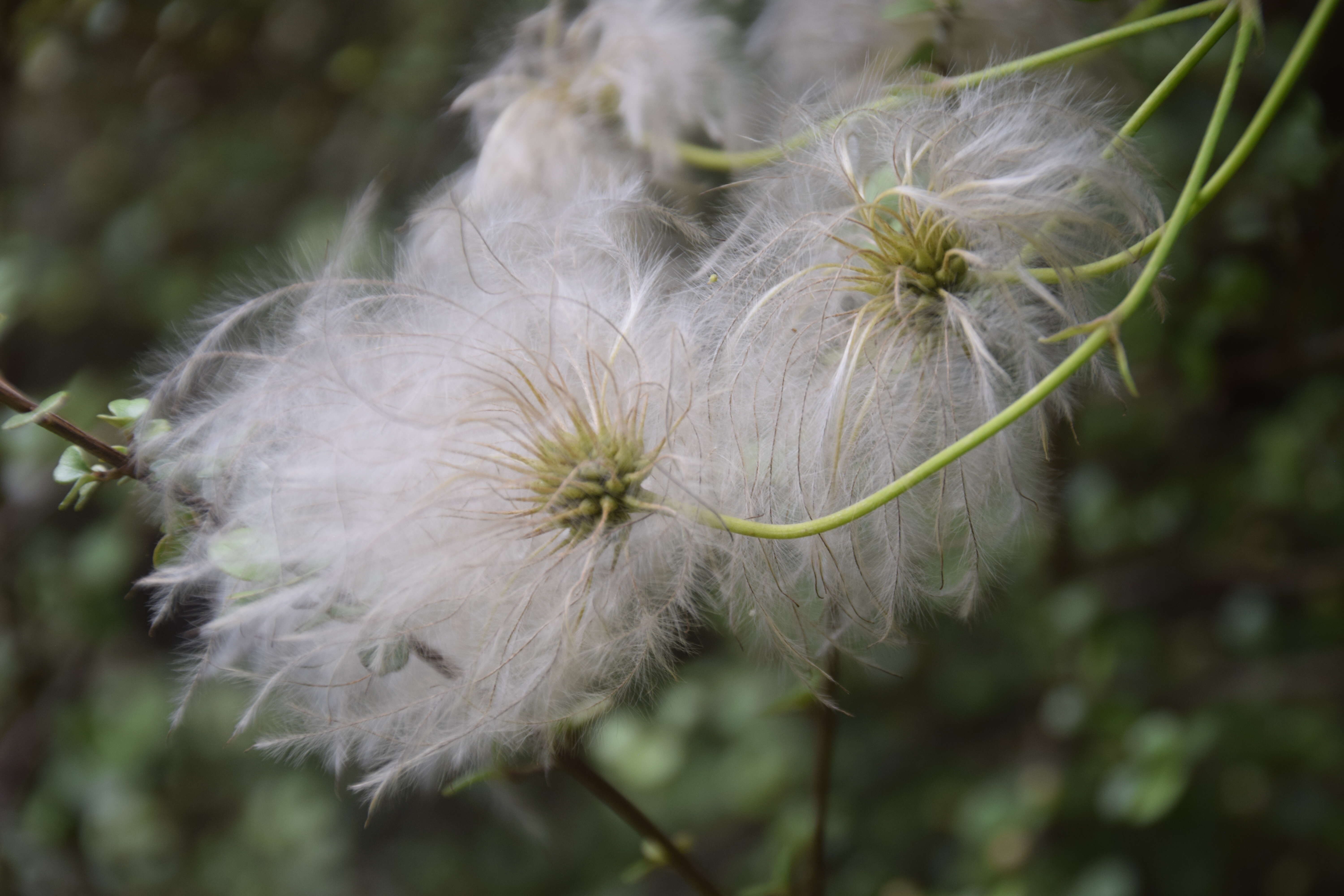 Image of New Zealand clematis