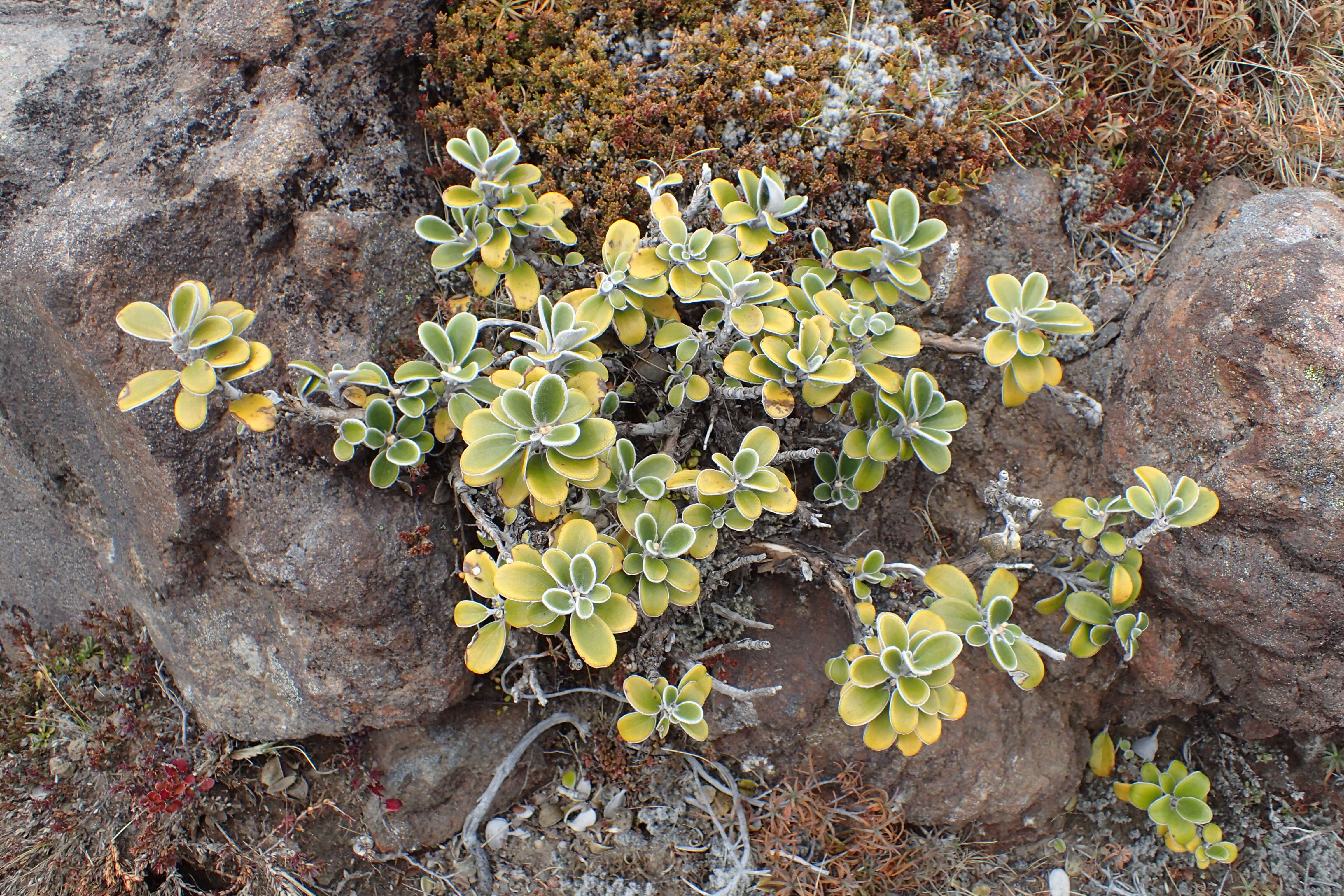 Image of Brachyglottis bidwillii (Hook. fil.) B. Nord.