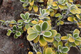 Image of Brachyglottis bidwillii (Hook. fil.) B. Nord.