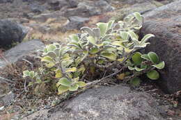 Image of Brachyglottis bidwillii (Hook. fil.) B. Nord.