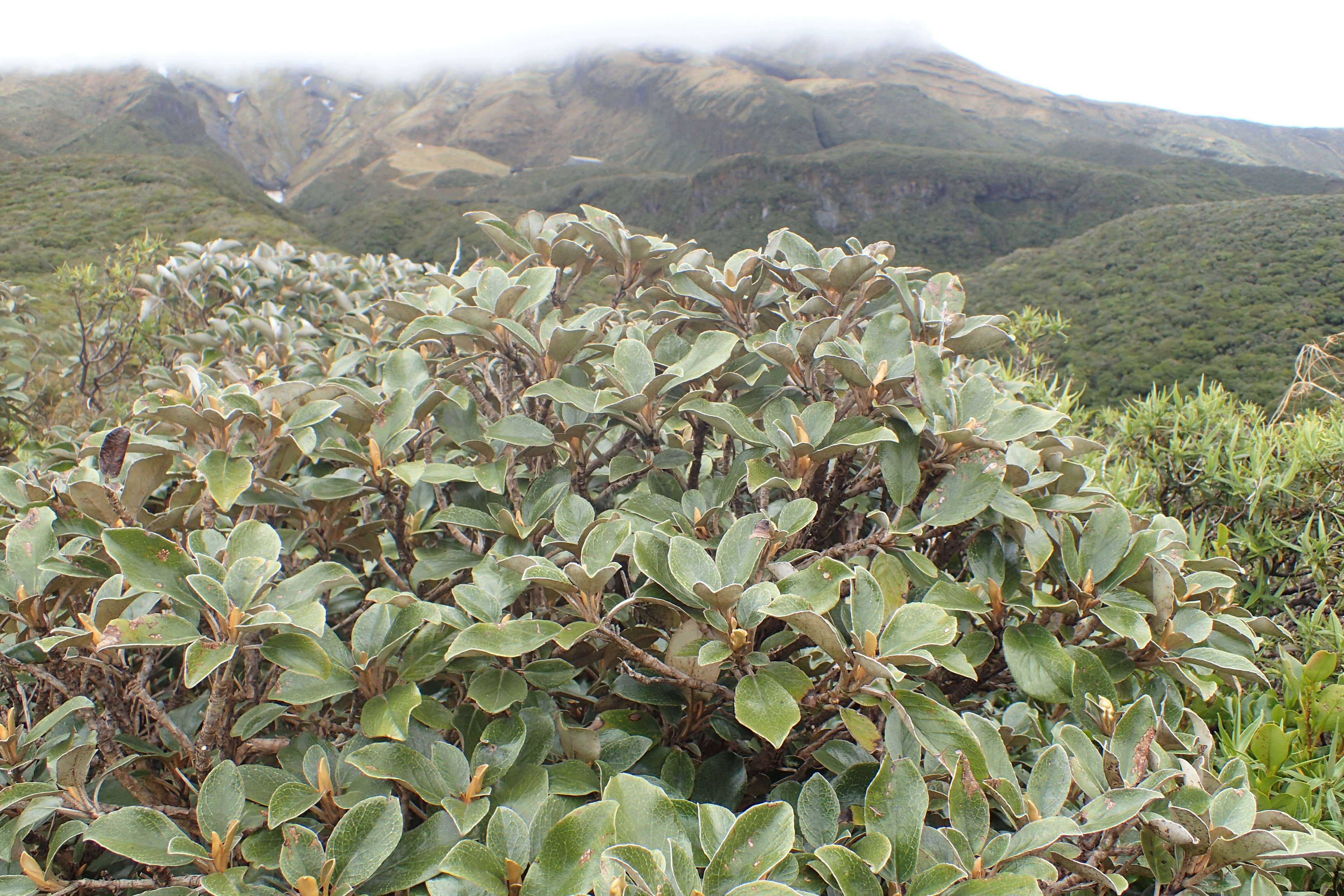 Image de Brachyglottis elaeagnifolia (Hook. fil.) B. Nord.