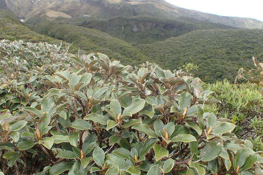 Image of Brachyglottis elaeagnifolia (Hook. fil.) B. Nord.