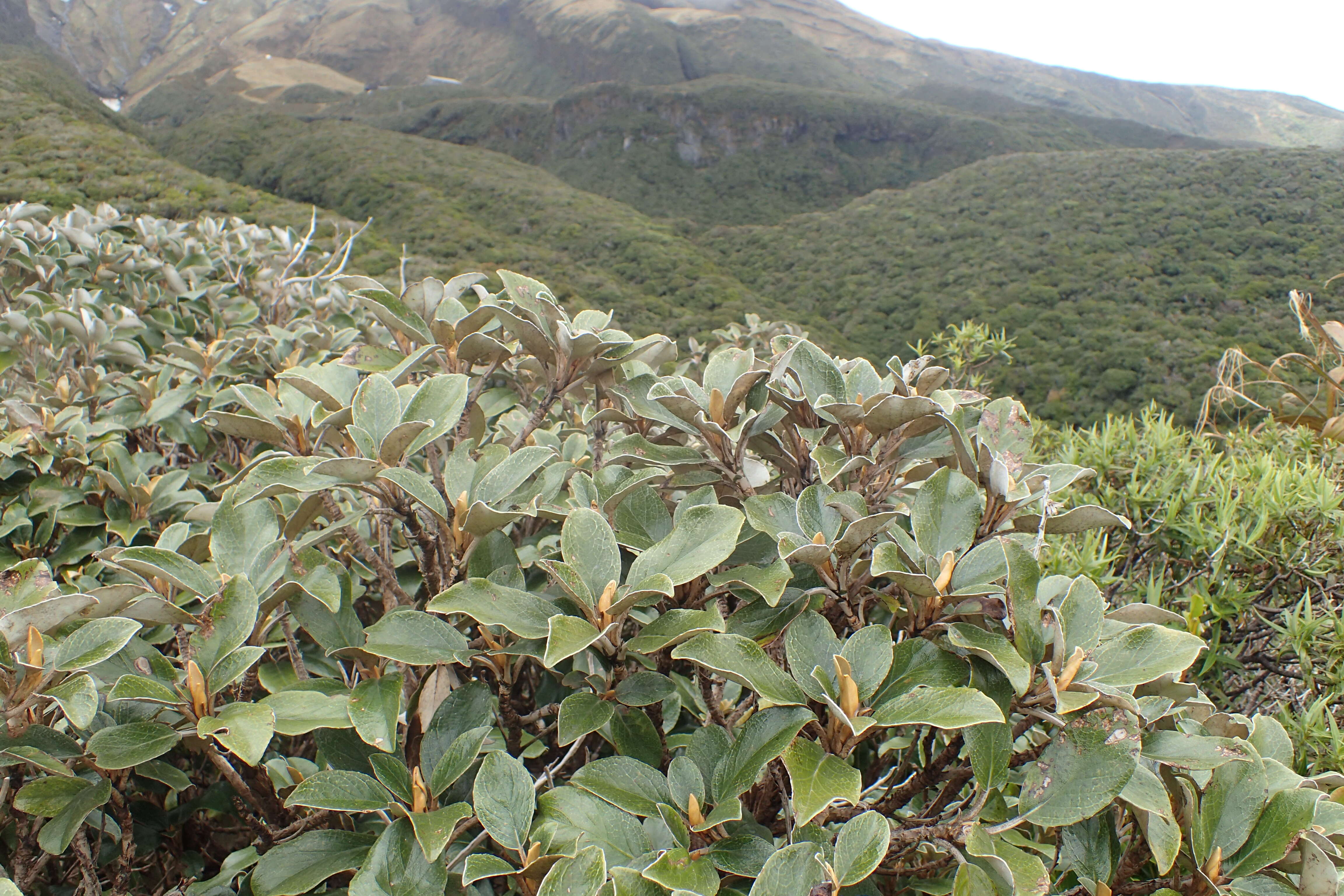 Image de Brachyglottis elaeagnifolia (Hook. fil.) B. Nord.