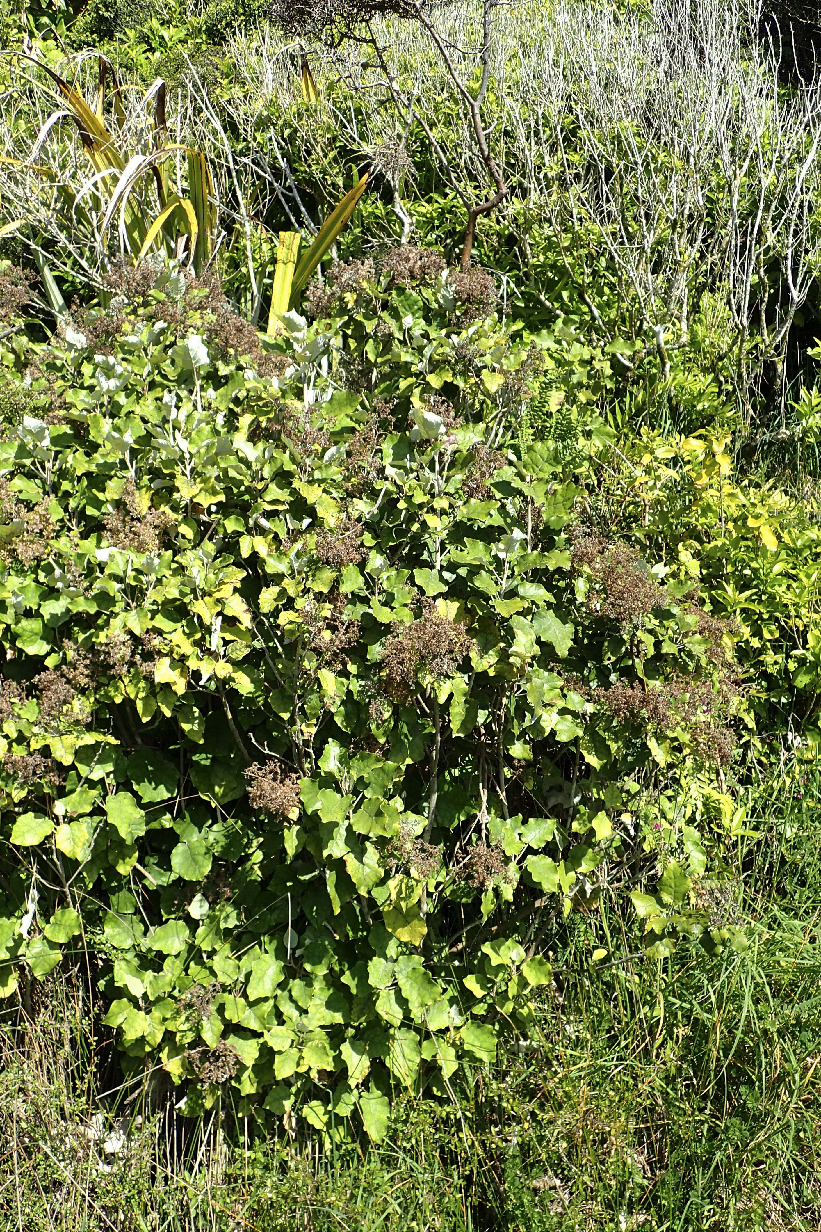 Image of bushman's friend