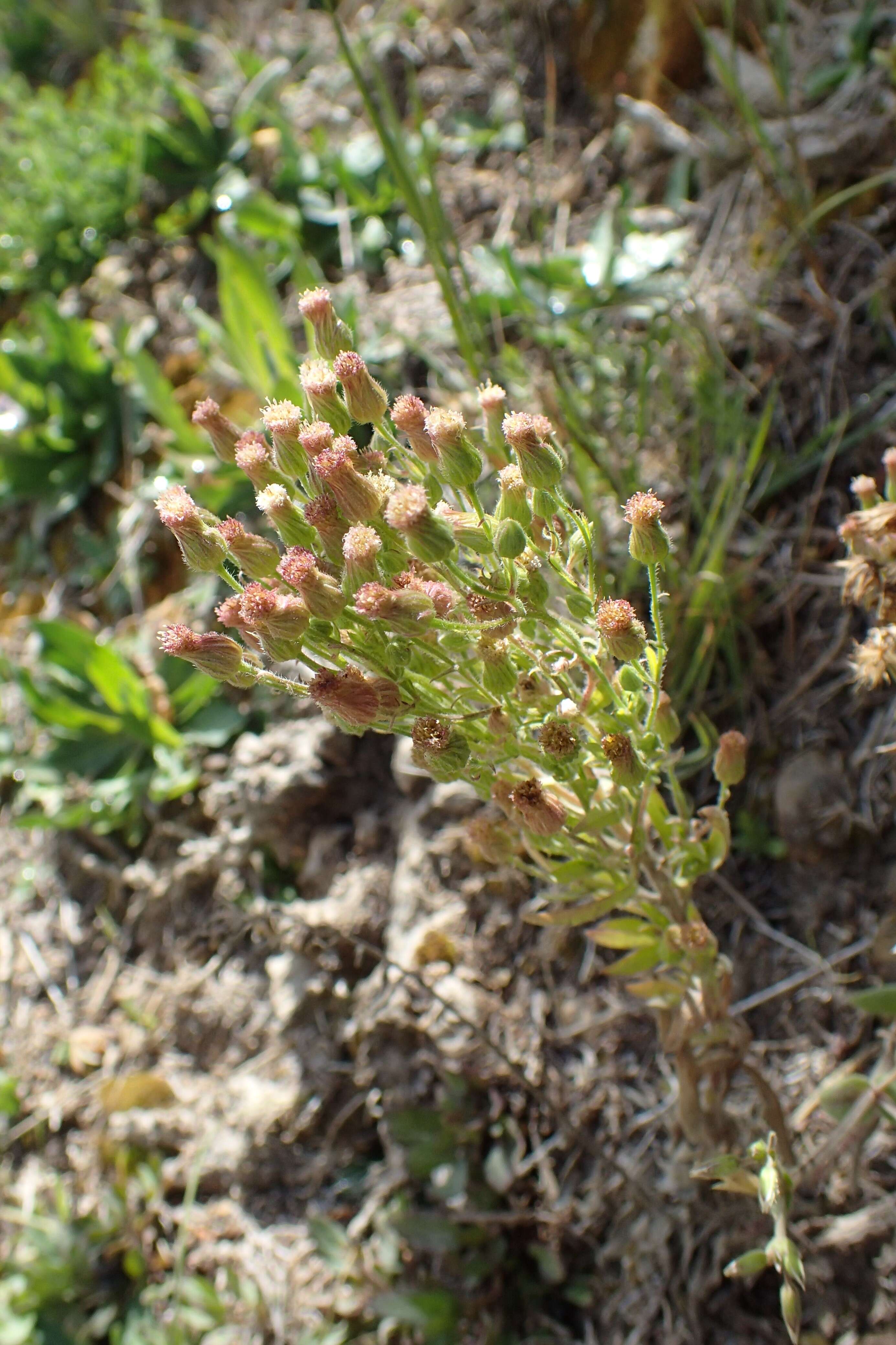 Image of asthmaweed