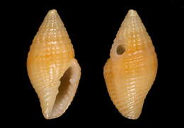 Image of Mitromorpha columbellaria (Scacchi 1836)