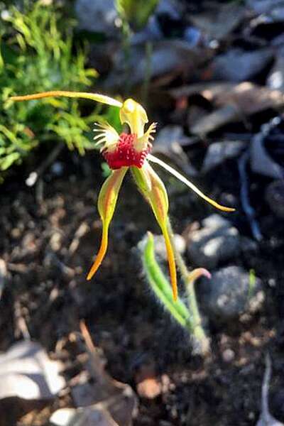 Image of Big clubbed spider orchid