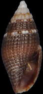 Image of Mitromorpha popeae (Faber 2006)