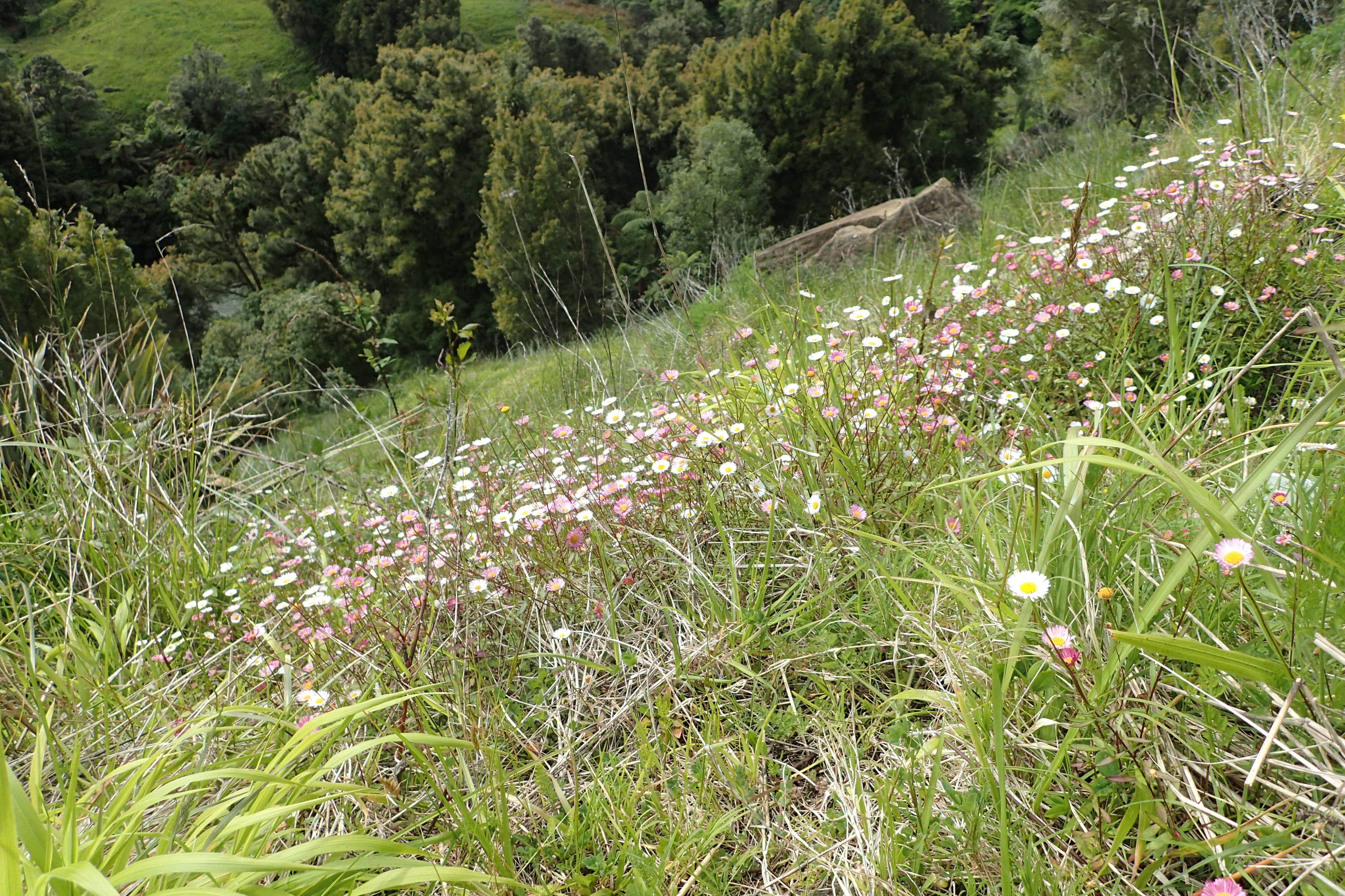 Sivun Erigeron karvinskianus DC. kuva