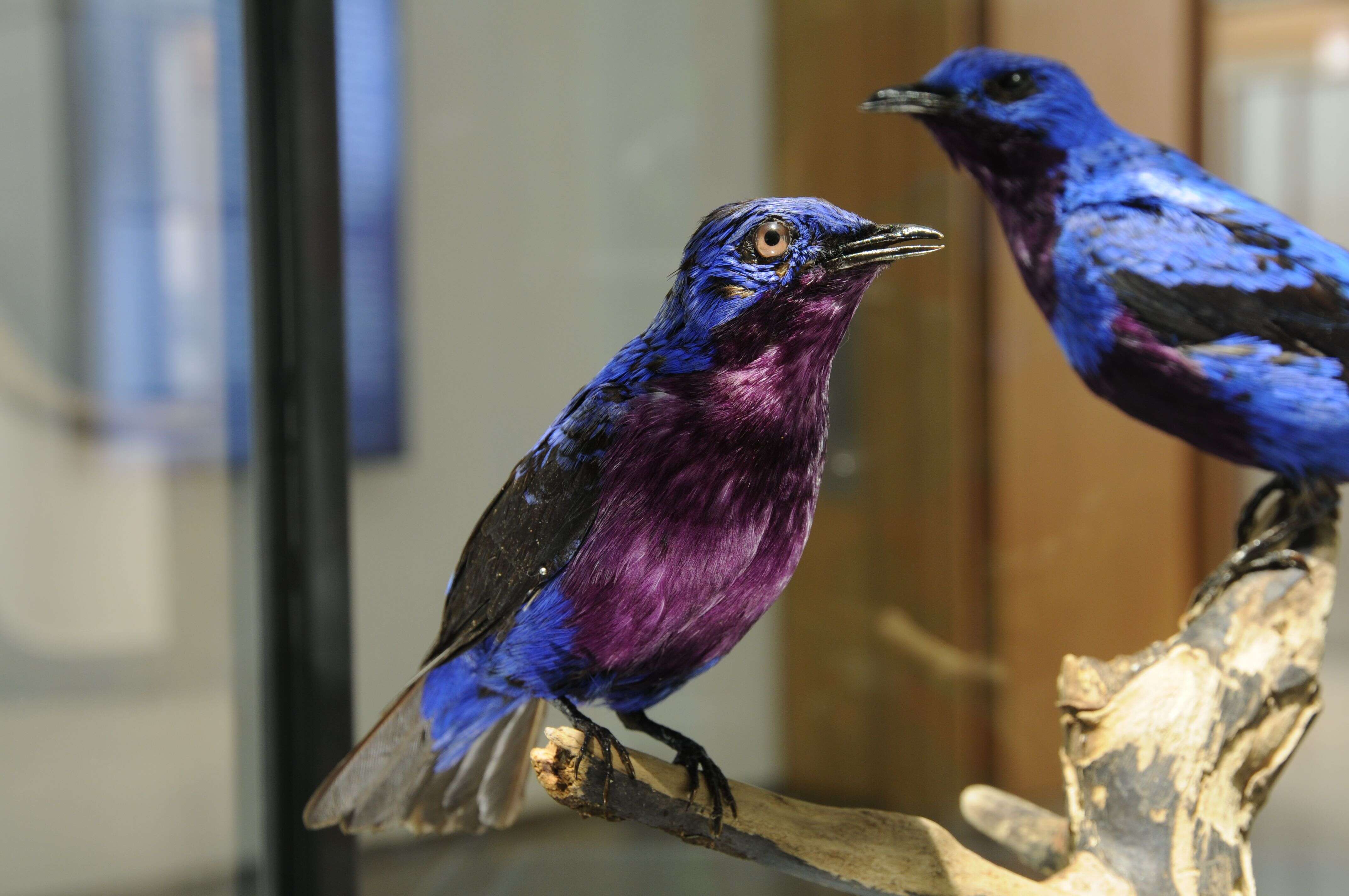 Image of Banded Cotinga