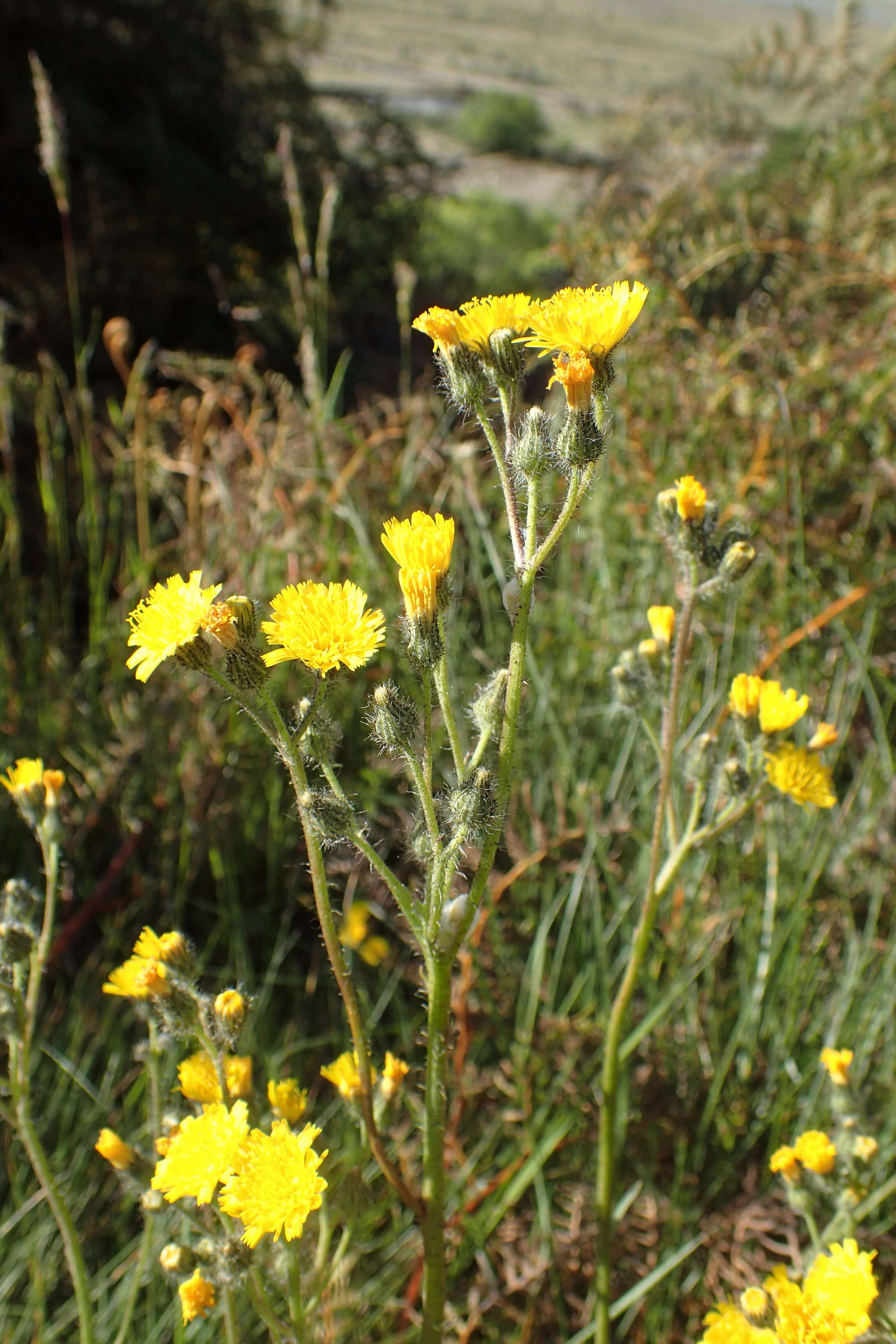 Image of Pilosella caespitosa (Dumort.) P. D. Sell & C. West