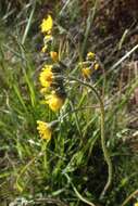 Image of Pilosella caespitosa (Dumort.) P. D. Sell & C. West