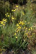 Image of Pilosella caespitosa (Dumort.) P. D. Sell & C. West