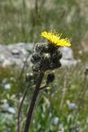 Image of Pilosella caespitosa (Dumort.) P. D. Sell & C. West