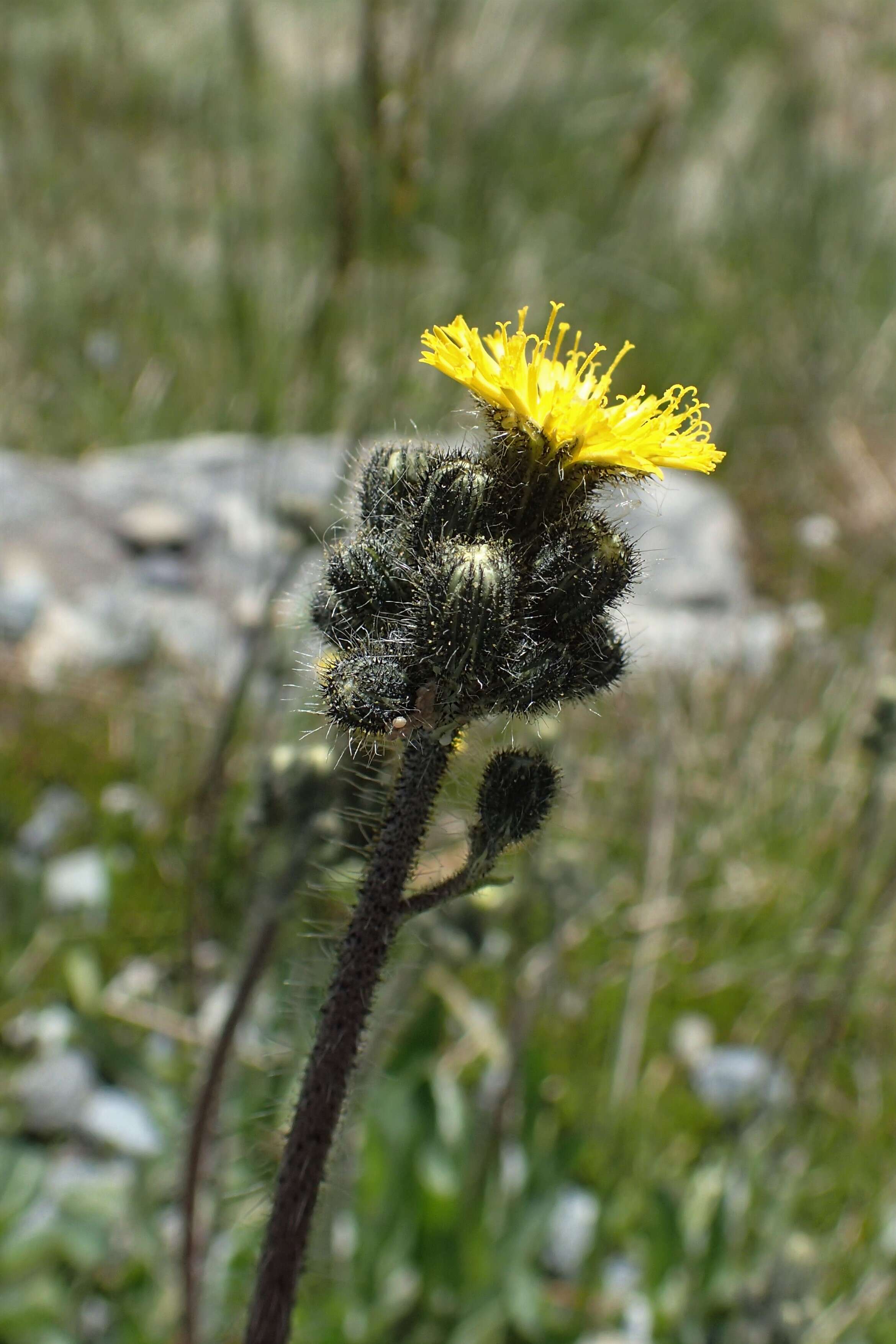 Image of Pilosella caespitosa (Dumort.) P. D. Sell & C. West