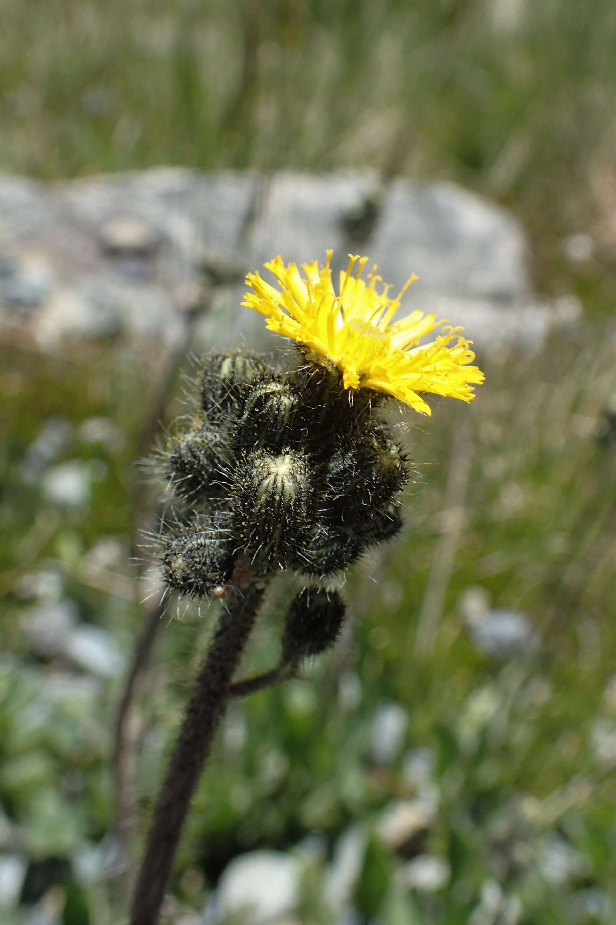 Image of Pilosella caespitosa (Dumort.) P. D. Sell & C. West