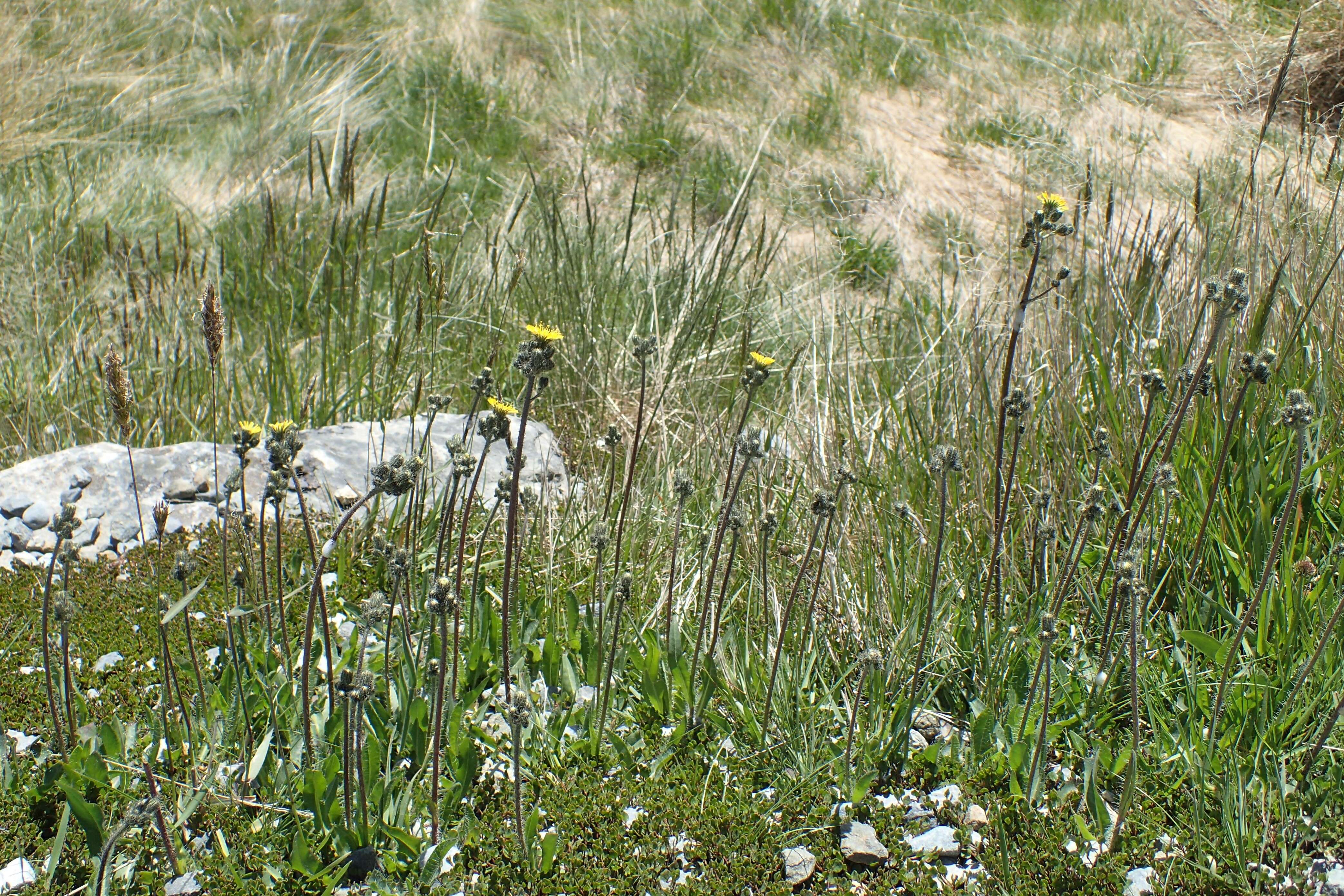 Image of Pilosella caespitosa (Dumort.) P. D. Sell & C. West