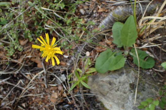 Image of few-leaved hawkweed