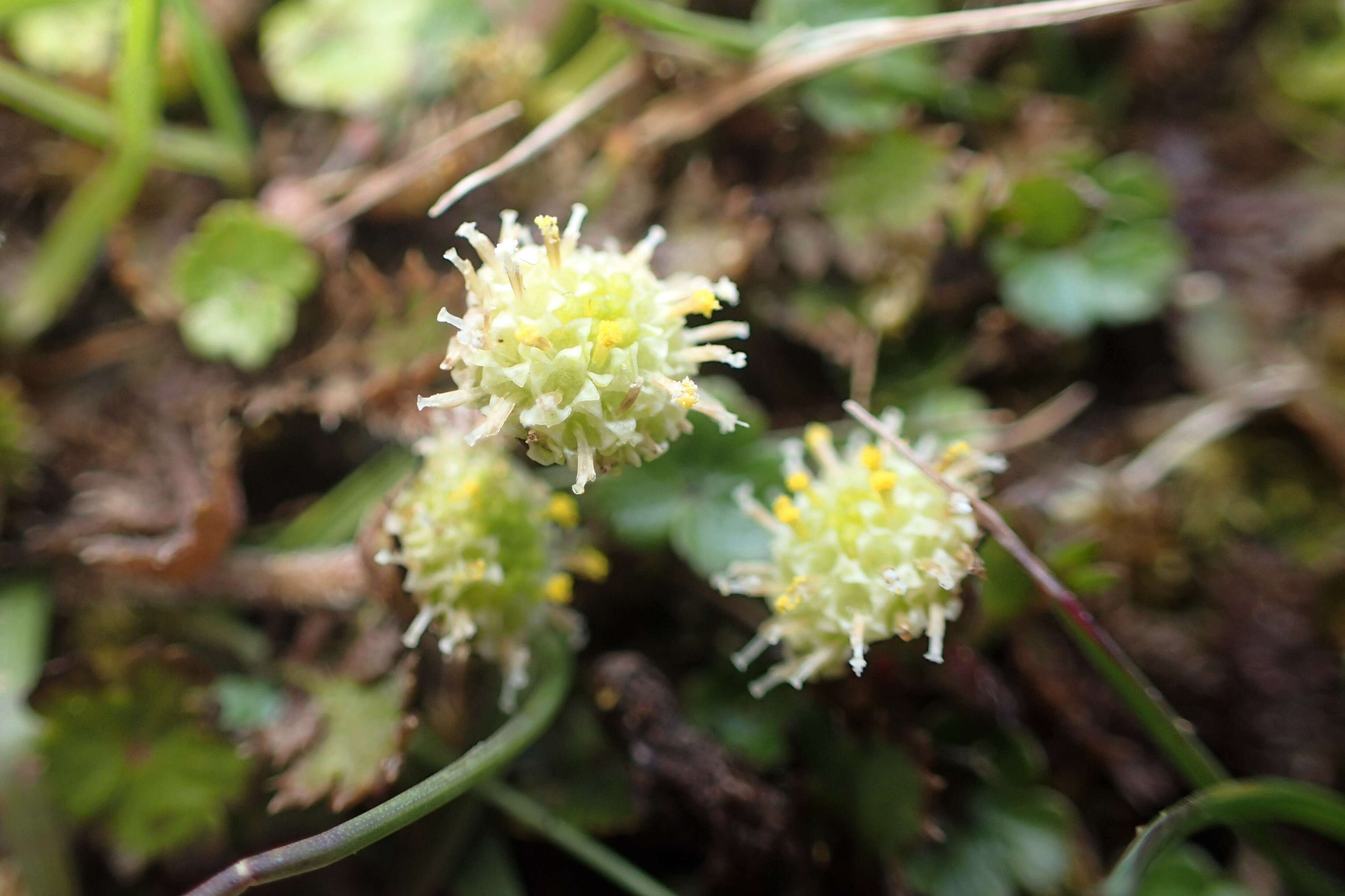 صورة Leptinella squalida Hook. fil.