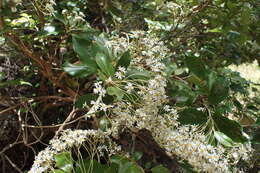 Image of Olearia avicenniifolia (Raoul) Hook. fil.