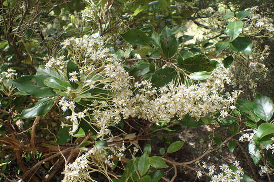 Image of Olearia avicenniifolia (Raoul) Hook. fil.