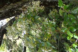 Image of Olearia avicenniifolia (Raoul) Hook. fil.