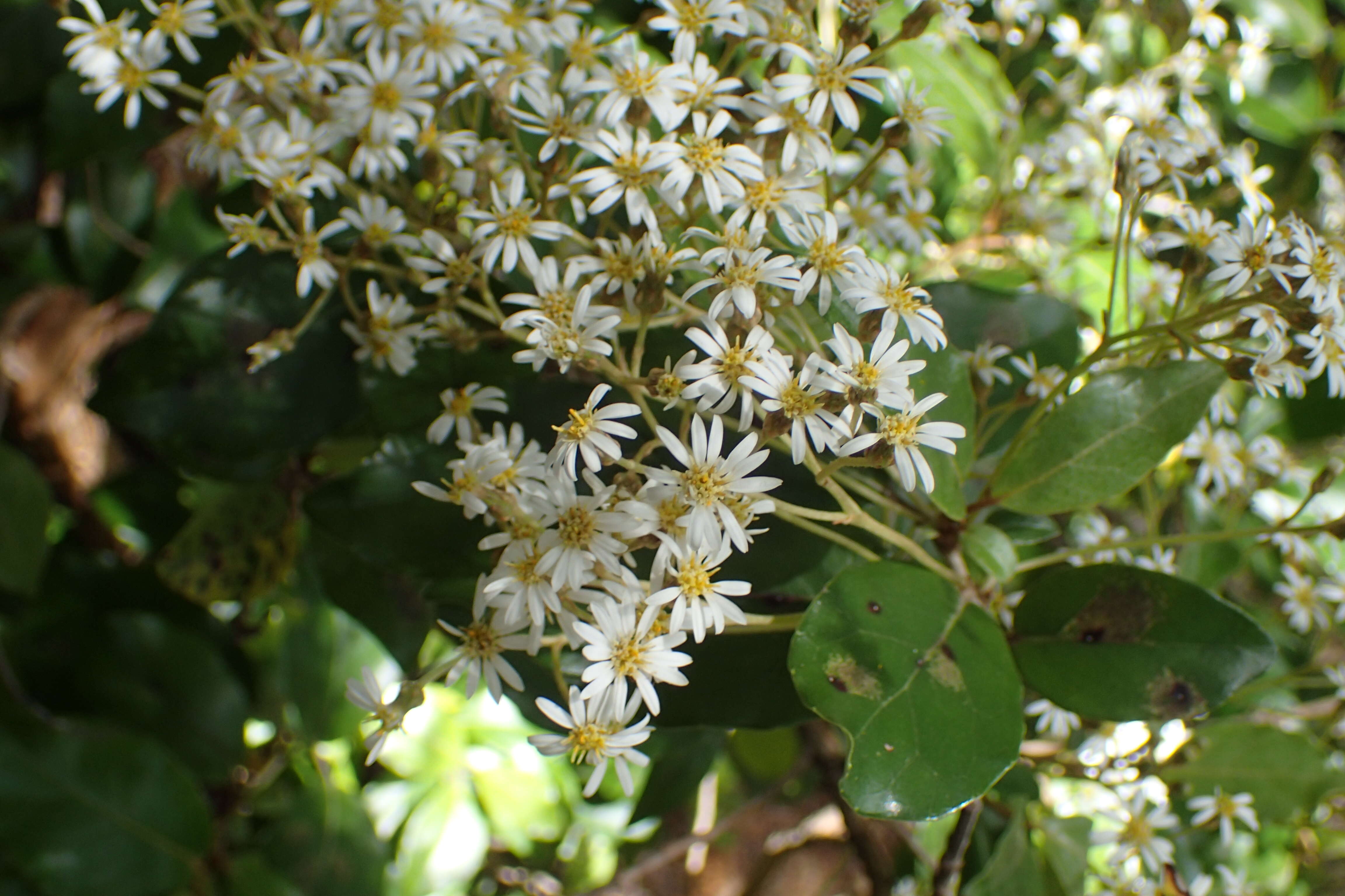 Image de Olearia avicenniifolia (Raoul) Hook. fil.